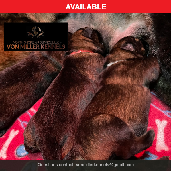 April-Puppies-VMK-availables